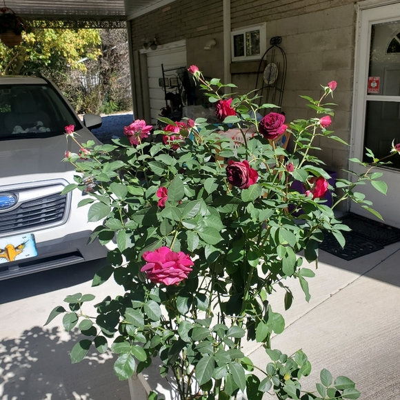 Meet your Posher, Penny - Picture 3 of 5